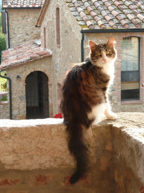 Agriturismo Colli Di Travale Montieri Ngoại thất bức ảnh
